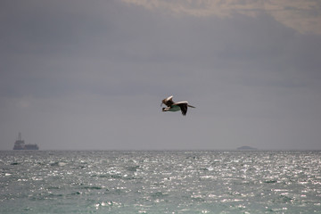 Pelicans flying and fighting