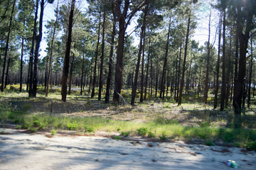 Full of trees Black and white