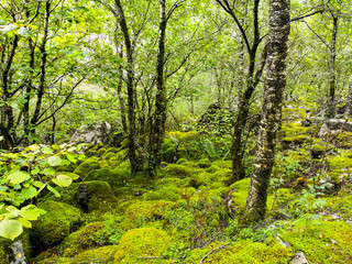 Grüner Wald ins Norwegen