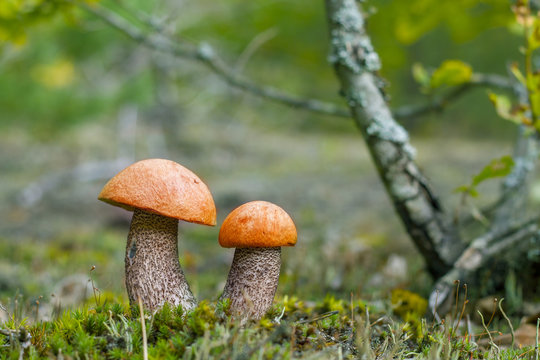 pair of red cap mushrooms grows