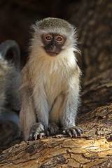 Cute juvenile Vervet Monkey on tree stump 