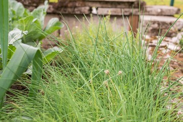 Schnittlauch abgeschnitten und mit noch geschlossenen Blüten