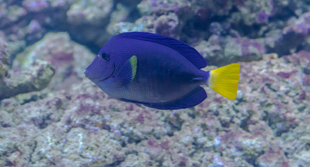 Fototapeta na wymiar Zebrasoma xanthurum, the purple tang fish with rocks background