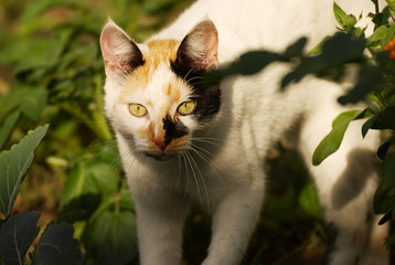 Portrait of a cat outdoor in spring
