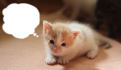  Kitten is very small.