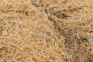 Stroh des Getreides Roggen auf einem Feld in Bayern, Deutschland