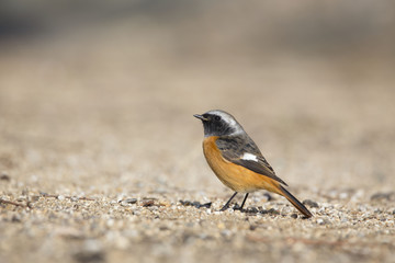 ジョウビタキ雄