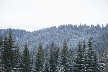 Snowy pine trees snow landscape.