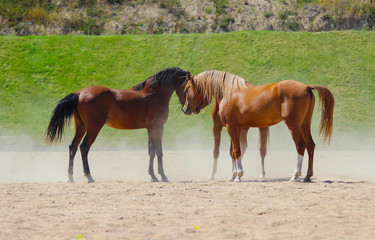 Fototapeta premium young thoroughbred Arabian stallions met and recognize each other
