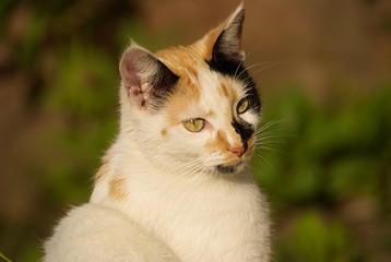 Portrait of a cat outdoor in spring