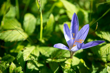 Autumn crocus grows in the grass