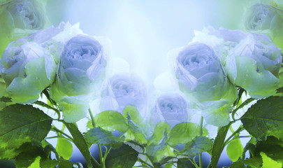 Obrazy na Szkle  Kwiatowy lato biało niebieski piękne tło. Delikatny bukiet róż z zielonymi liśćmi na łodydze po deszczu z kroplami wody. Kompozycja kwiatowa. Kartka z życzeniami. Natura.