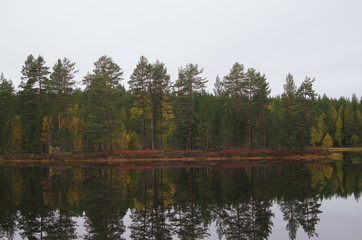 Fototapeta na wymiar Autumn colours in the forests of Dalarna in Sweden.
