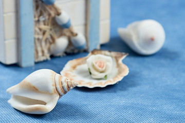 box with seashells on a blue background