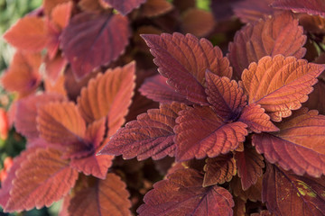 beautiful bright orange and brown leaves at flower shop