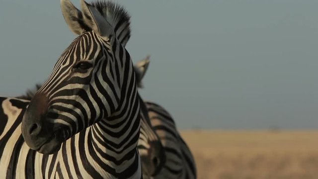 Wild zebra closeup stands, chews and looks around while other zebras walk (1080p, 25fps)
