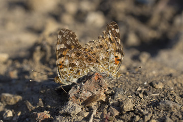 Silver-washed fritillary. Reproduction of insects. Love between butterflies.