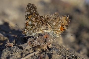 Silver-washed fritillary. Reproduction of insects. Love between butterflies.