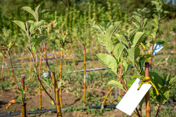 seedlings of fruit trees grow in rows in the field for cultivation and sale of new varieties of...