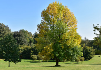 Fototapeta na wymiar Landscape golden autumn.