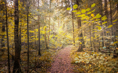Fototapeta premium autumn in the forest