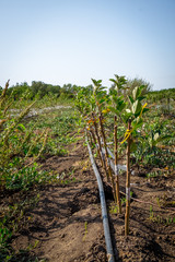 Fototapeta na wymiar seedlings of fruit trees grow in rows in the field for cultivation and sale of new varieties of trees