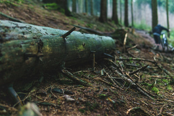 Verfallener Baumstamm mit Mountainbiker im Hintergrund, Bielefeld