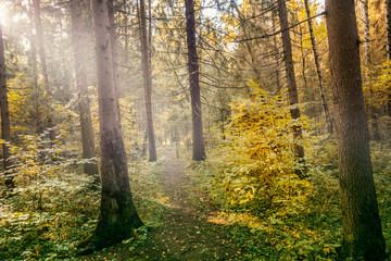 Fototapeta premium autumn in the forest