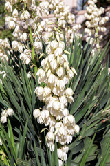 Obraz premium Closeup yucca gloriosa flower