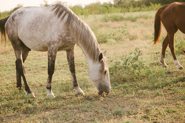Obraz premium Beautiful horses on a farm at sunset in summer 