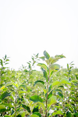 seedlings of fruit trees grow in rows in the field for cultivation and sale of new varieties of trees