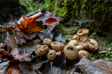 Puffball mushrooms in forest with brown leafs