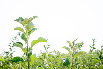 seedlings of fruit trees grow in rows in the field for cultivation and sale of new varieties of trees