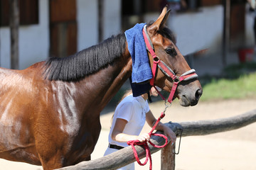 Sun protection with wet terrycloth on head of a thoroughbred  sporty horsey