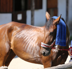 Sun protection with wet terrycloth on head of a thoroughbred  sporty horsey