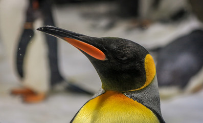 Close up of Emperor penguin head