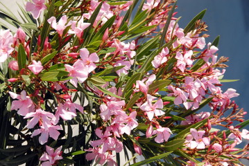 Lauriers roses, luberon, France
