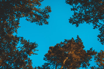 some darken colored treetops with blue copy space in the center of the picture