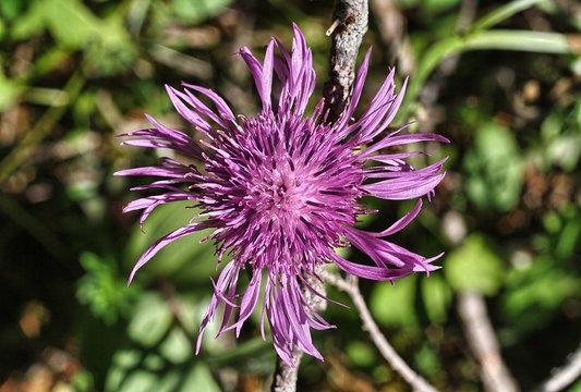Centaurea nervosa
