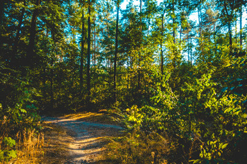 Landscape of large forest surrounding paths