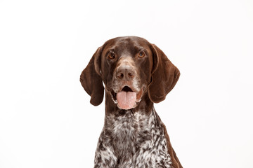 German Shorthaired Pointer - Kurzhaar puppy dog isolated on white studio background