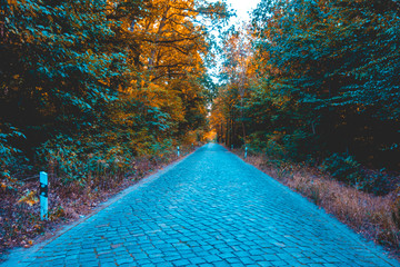 typical brick road in cold colors at forest