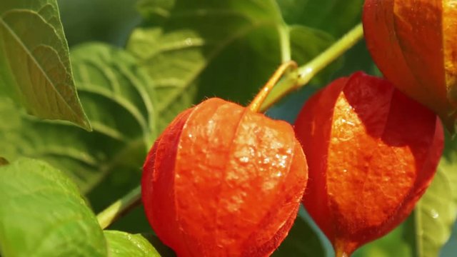 orange lanterns physalis alkekengi among the leaves so green. Dolly video