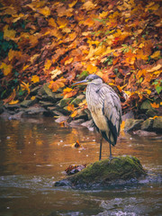 Graureiher (Ardea cinerea)