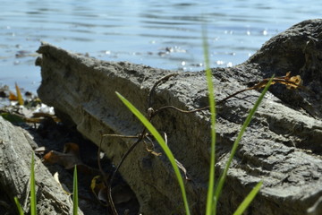 Baumstamm am Wasser