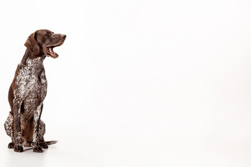 German Shorthaired Pointer - Kurzhaar puppy dog isolated on white studio background © master1305