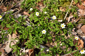 Blüten