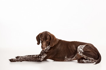German Shorthaired Pointer - Kurzhaar puppy dog isolated on white studio background