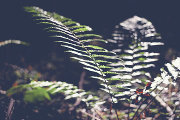 Green leaf fern, abstract natural background and texture in dark retro toning