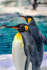 Close up of two emperor penguins